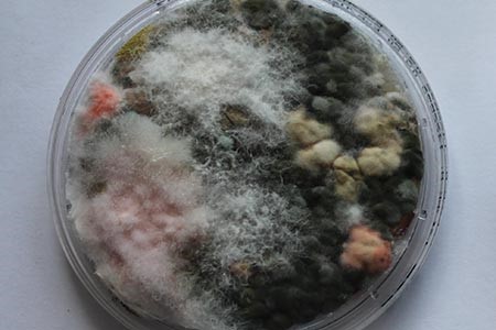 A practical approach to bio and pandemic threats 