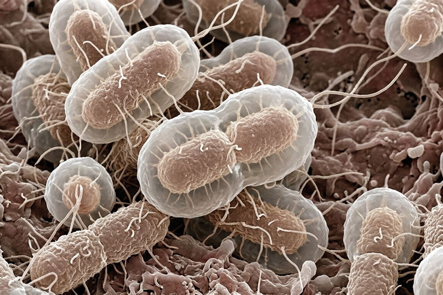 Multidrug-resistant gram-negative bacteria